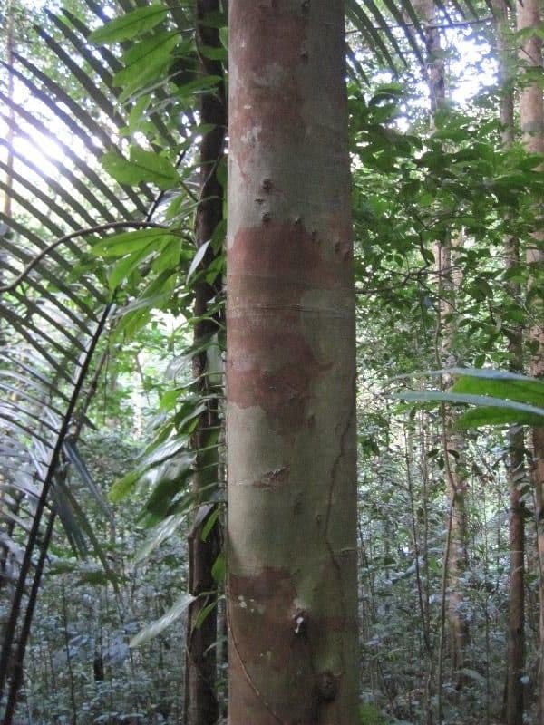 Vantanea 11