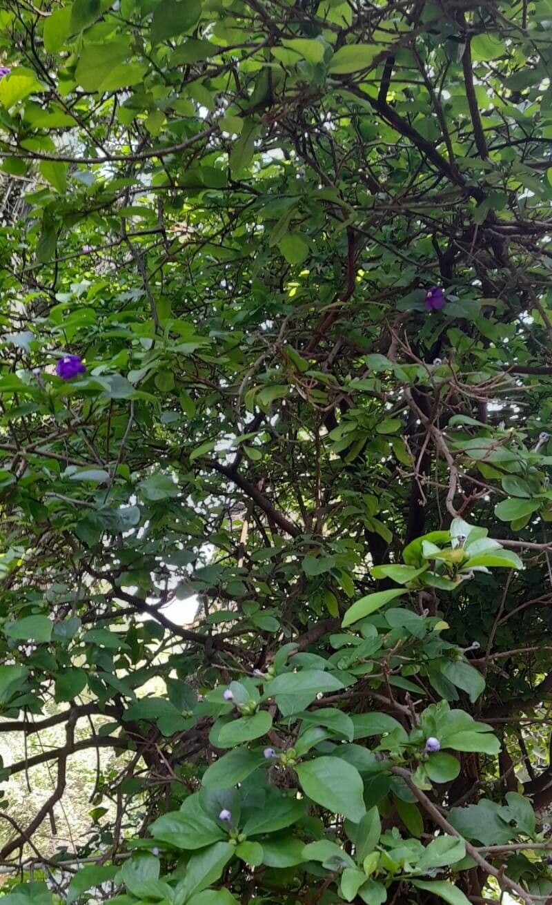 Brunfelsia australe 8