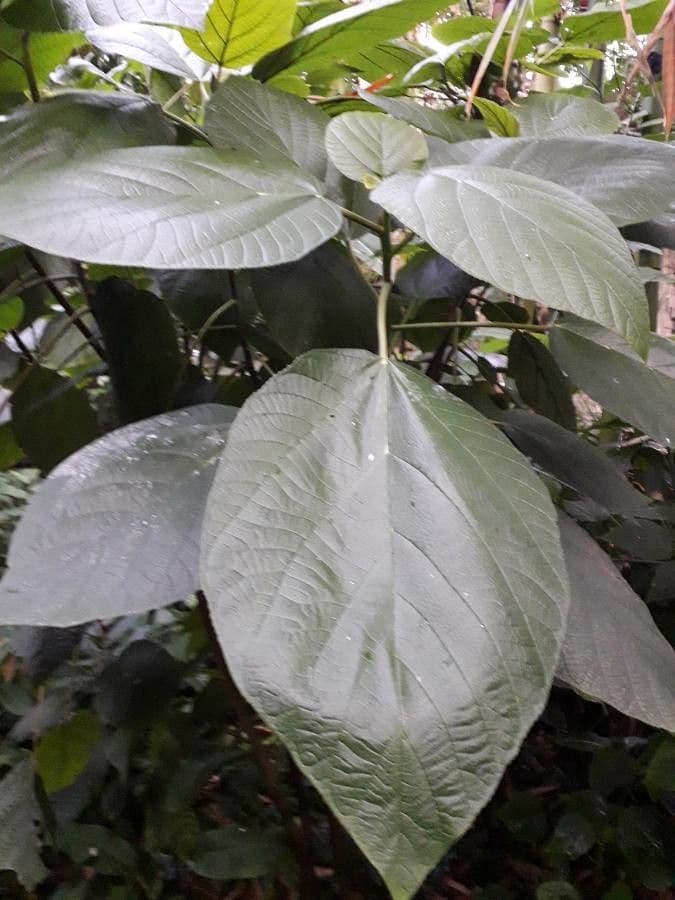 Myriocarpa longipes 9