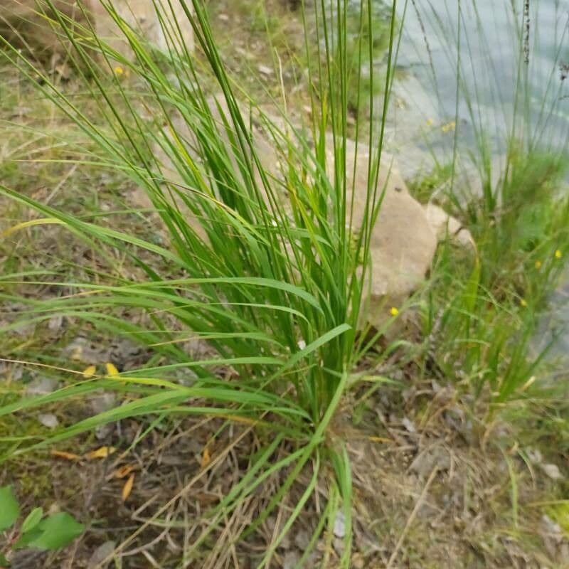 Molinia 16