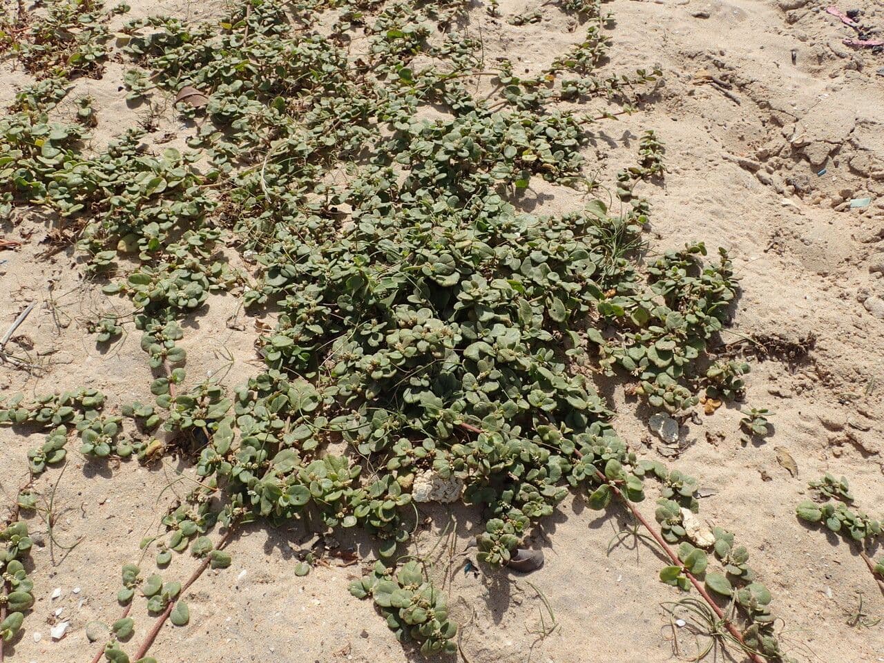 Alternanthera 9
