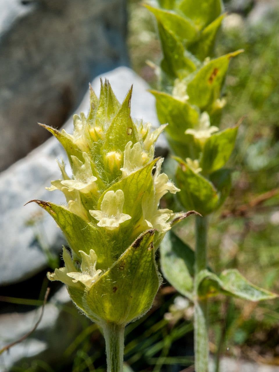 Sideritis dello Scardus