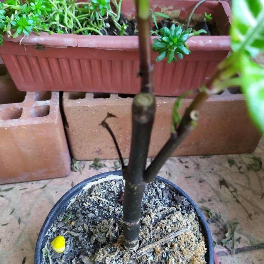 Aphelandra 19