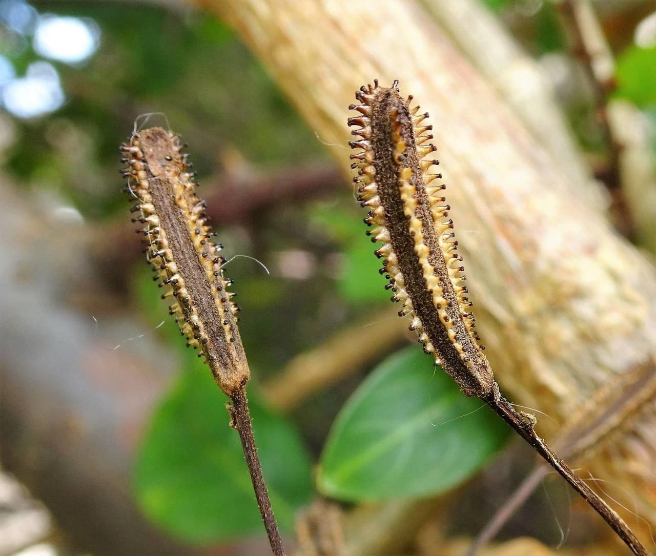 Pisonia 4
