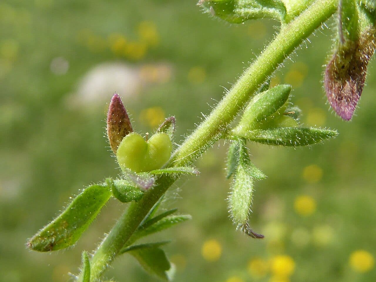 Veronica comune 5