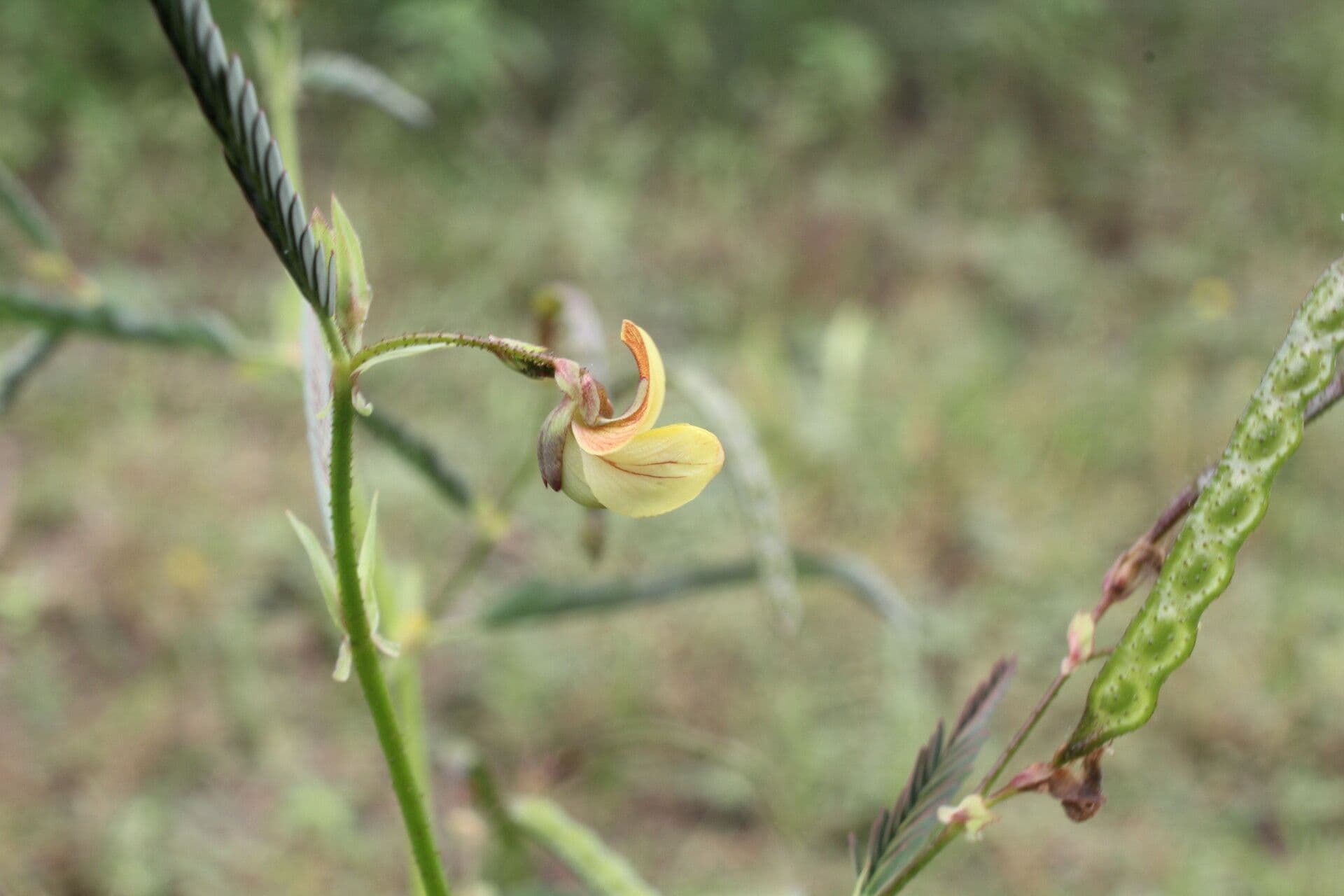 Aeschynomene ruvida 5