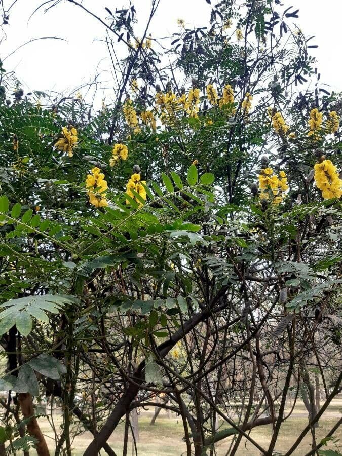 Senna didymobotrya 14