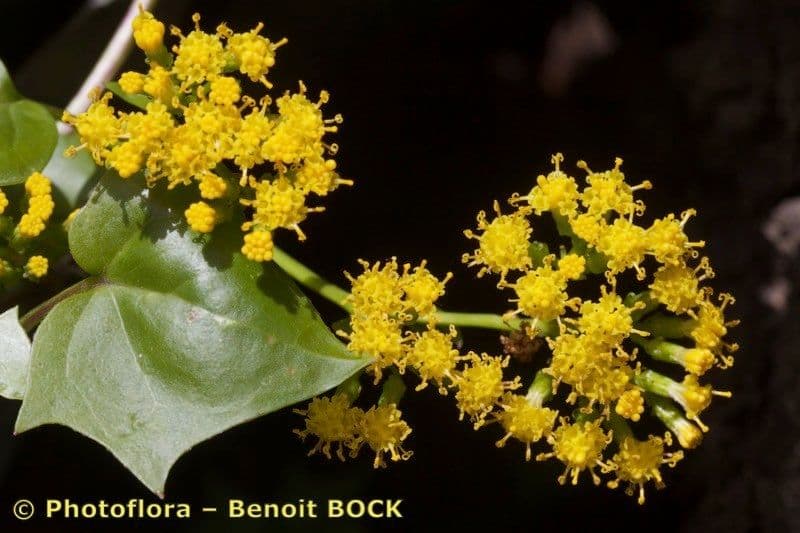Delairea odorata 23