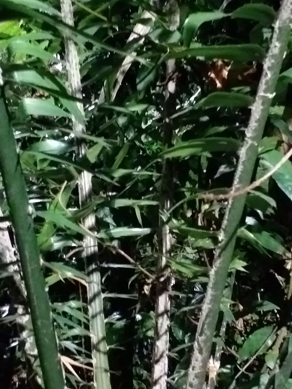 Kongo-Riesen-Palmfarn 5