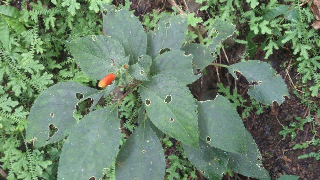 Kohleria 11
