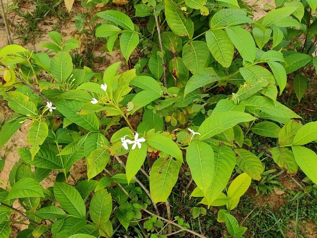 Holarrhena pubescente 9