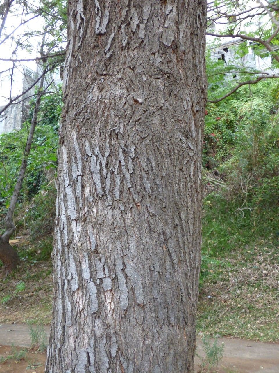 Sylvoak robuste 25