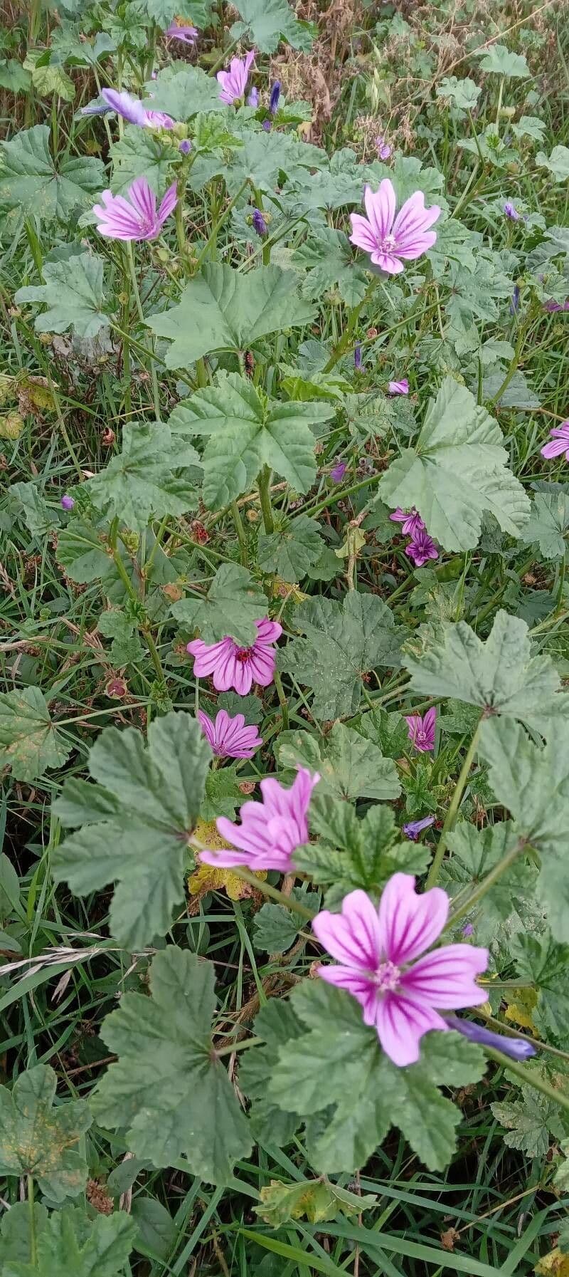Malva selvatica 14