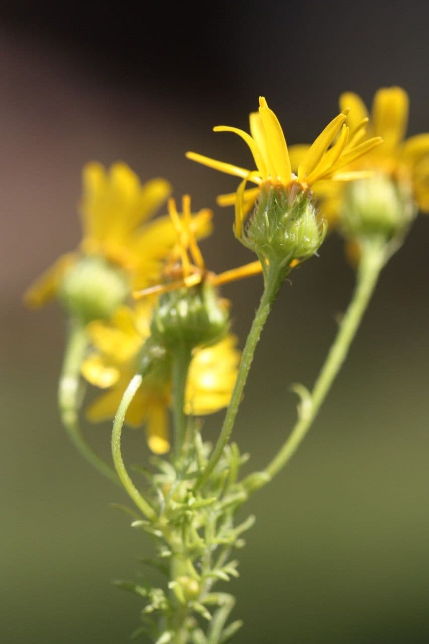Jacobaea