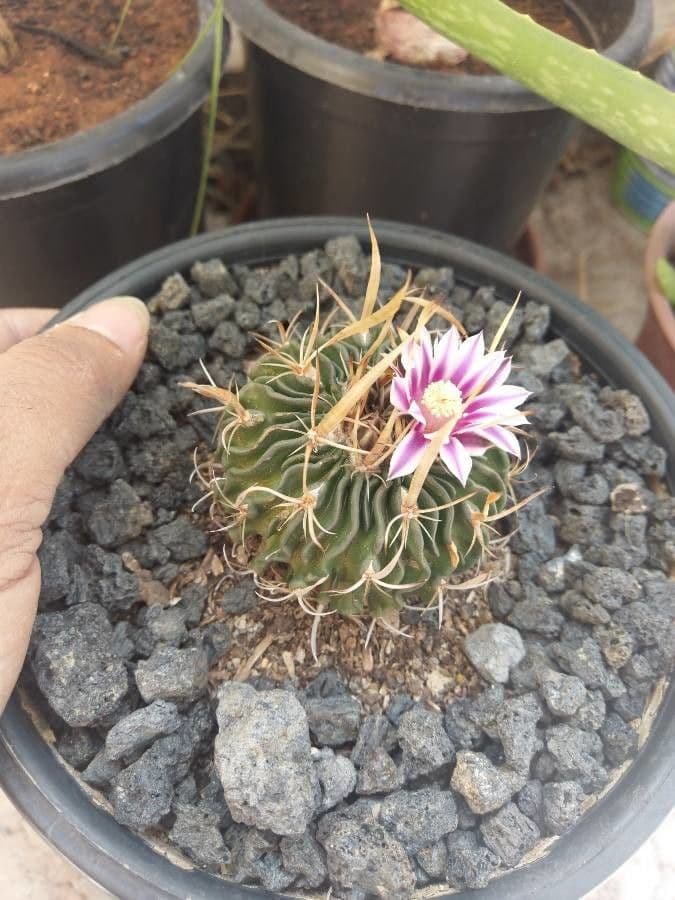 Cactus cervello 5