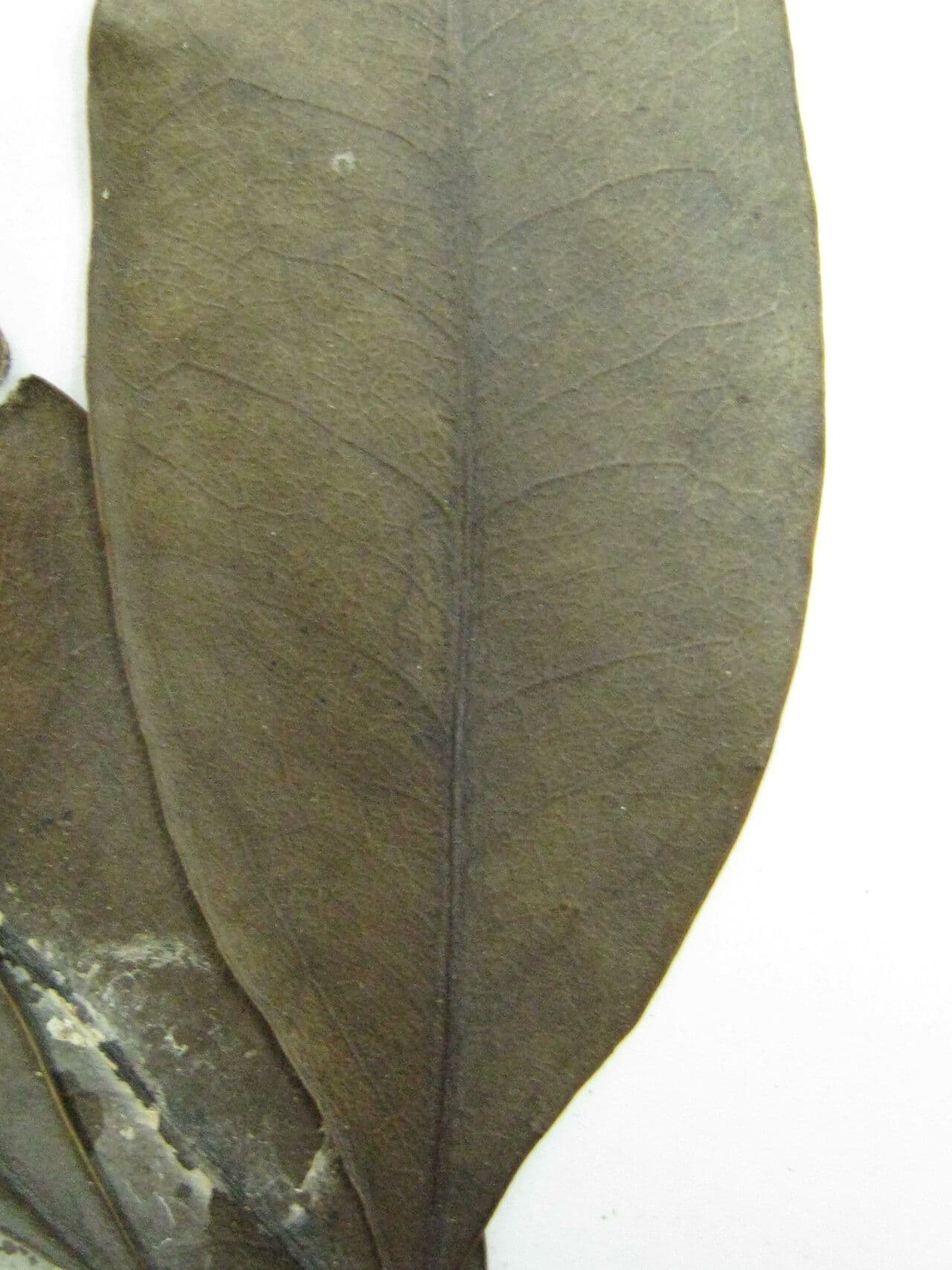 Ocotea