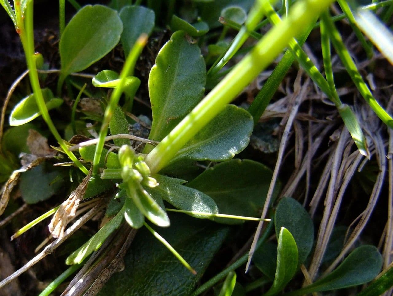 Viola con sperone 20