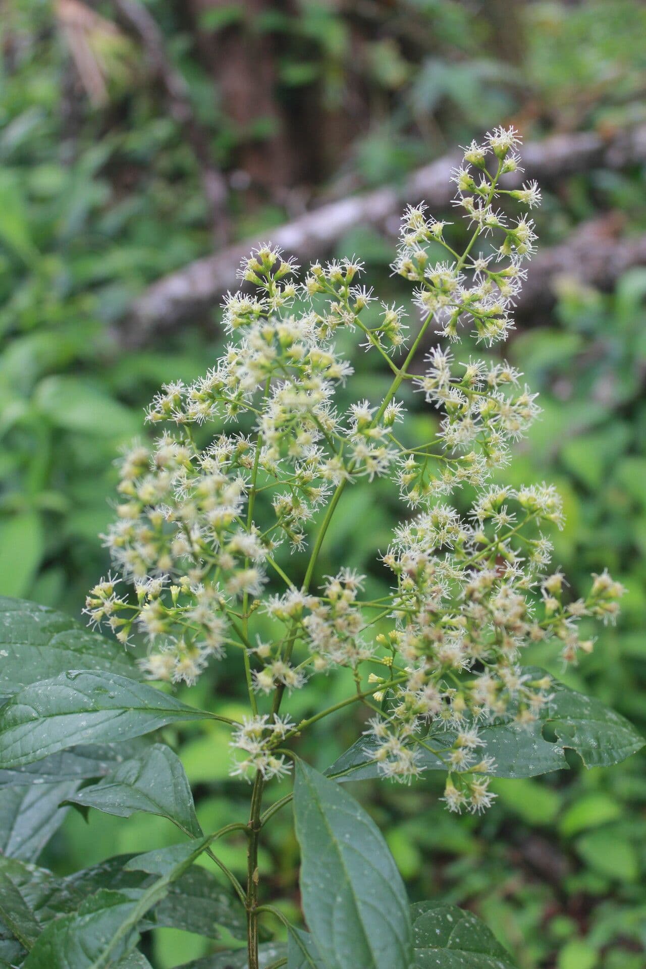 Koanophyllon 5