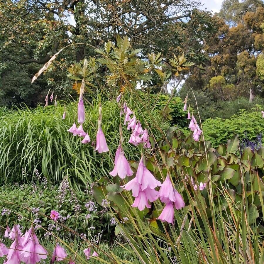 Dierama 3