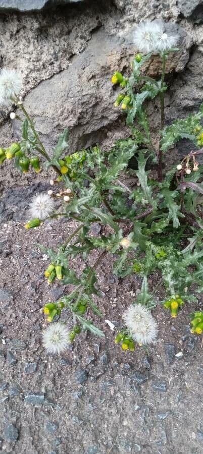 Senecione comune 11
