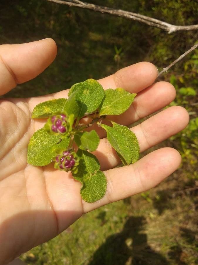 Lantana 20