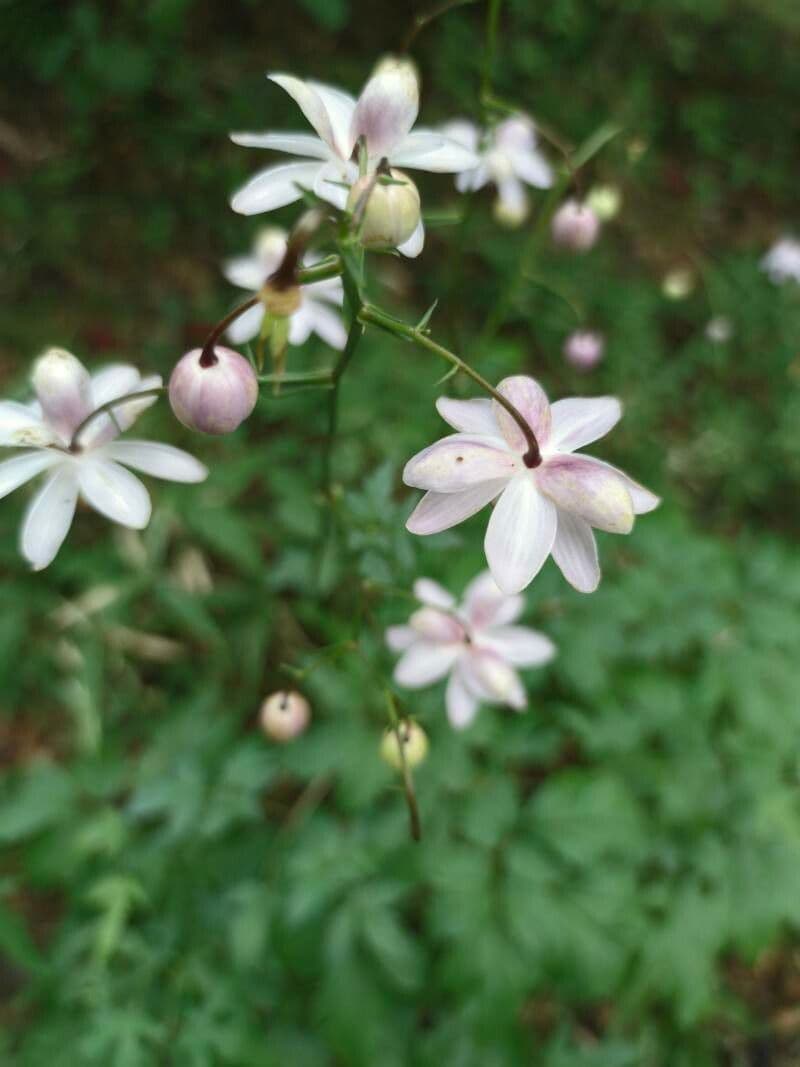 Anemonopsis