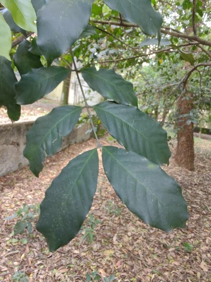 Mahagon 4