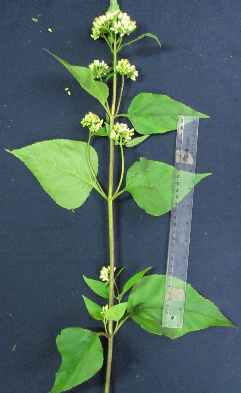 Hebeclinium 15