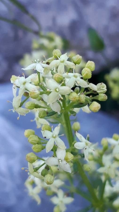 Galanium