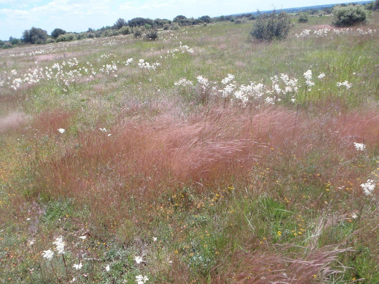 Vulpia ciliata 14