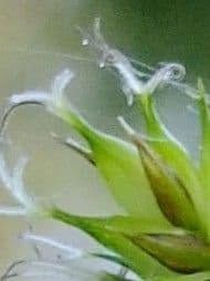Carice vescicosa 8