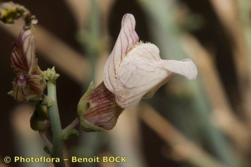 Acanthorrhinum 8