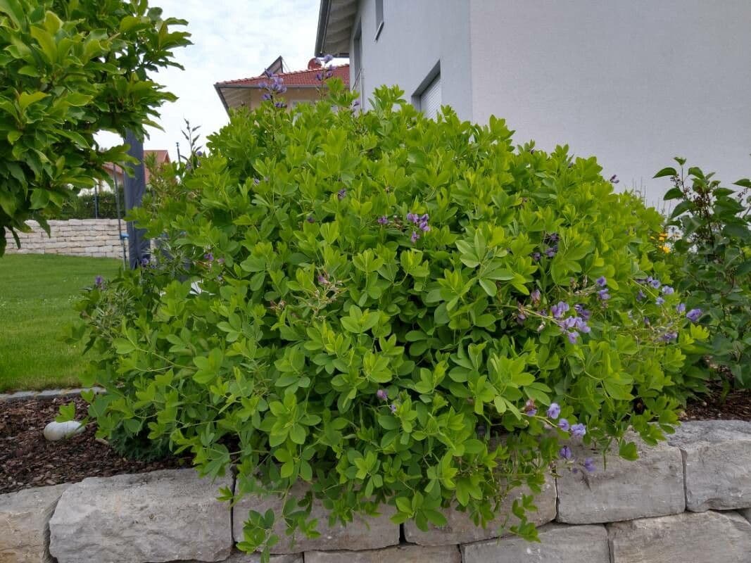 Baptisia 14