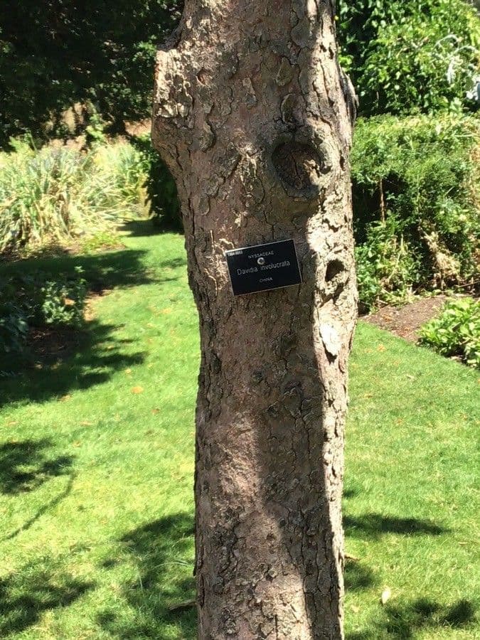 Taschentuchbaum 21