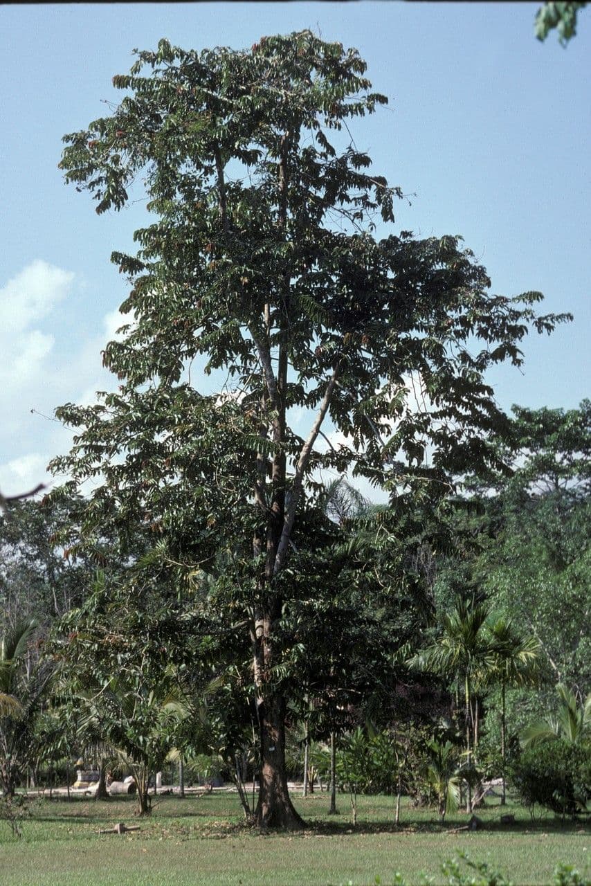 Duabanga 11