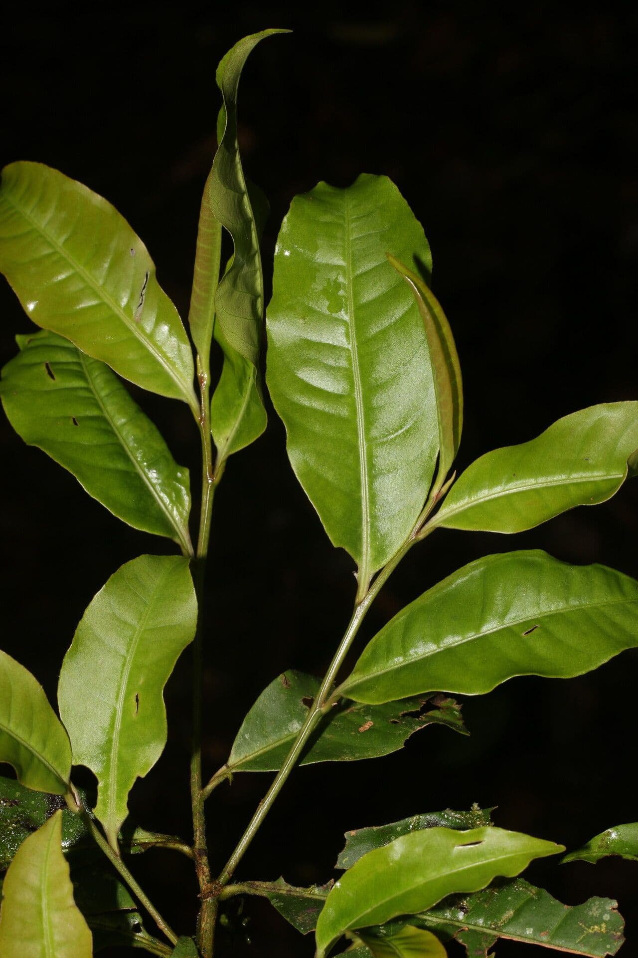 Ardisia de Guyane 12