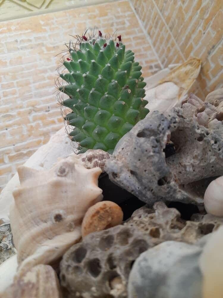 Mammillaria 18