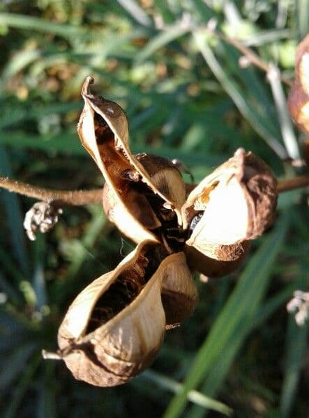 Fels-Yucca 2