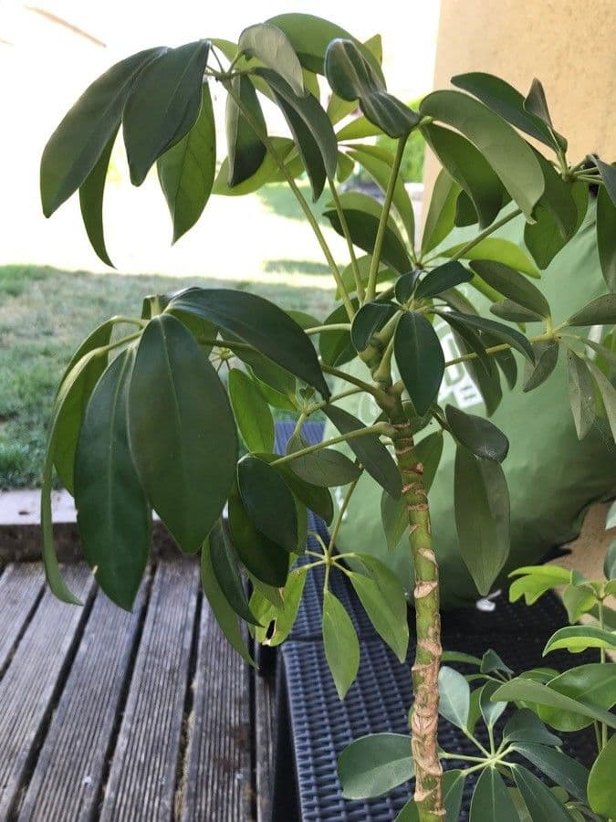 Schefflera 18
