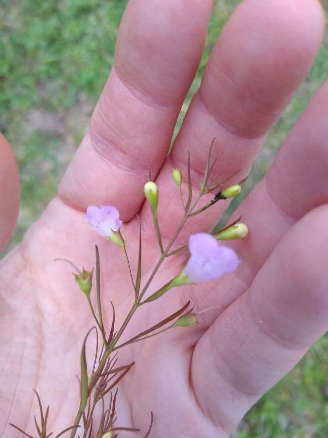 Schmalblättriges Gauklerblümchen 5