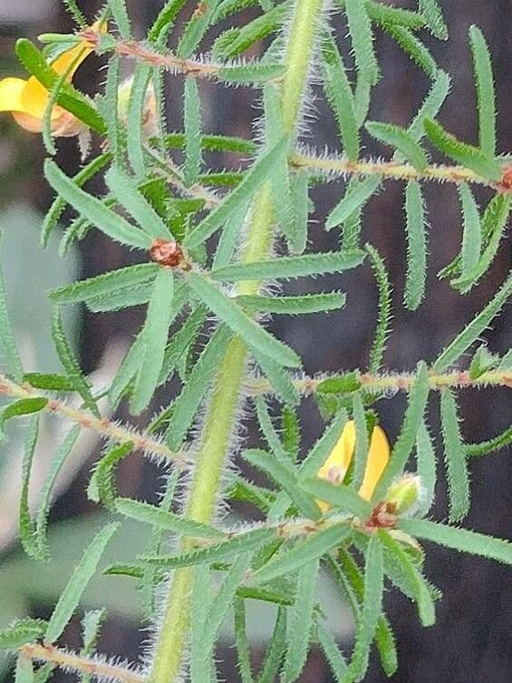 Pultenaea hispidula 4