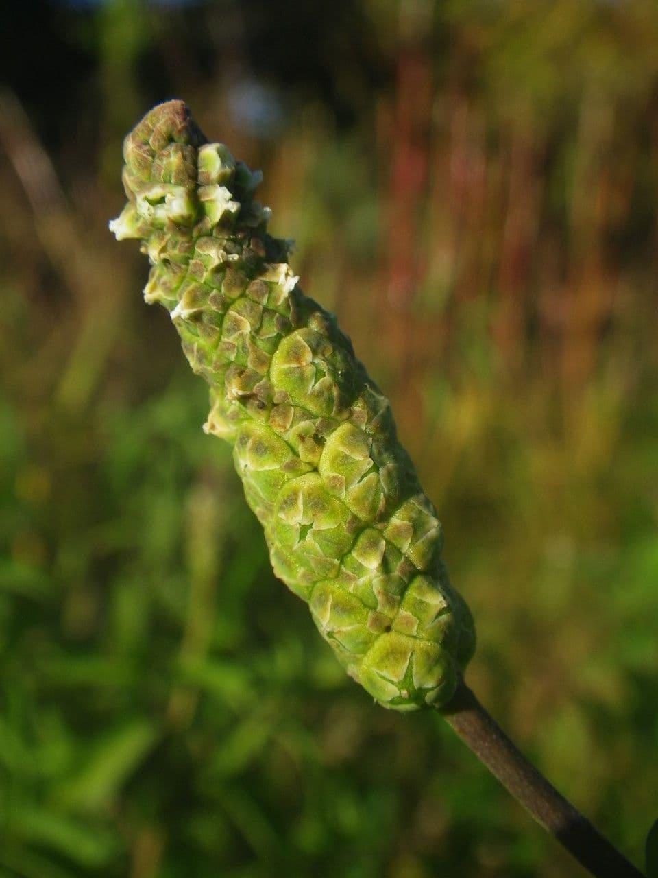 Sphenoclea 3