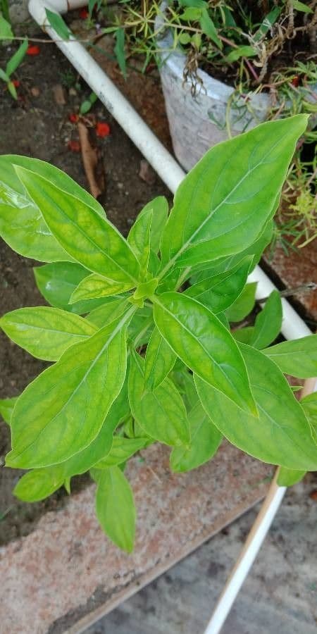 Barleria spinosa 15