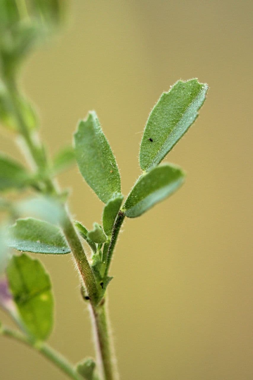 Ononis striata 15