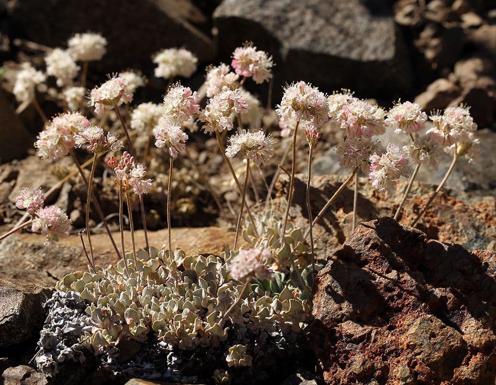 Blue mountain buckwheat 10
