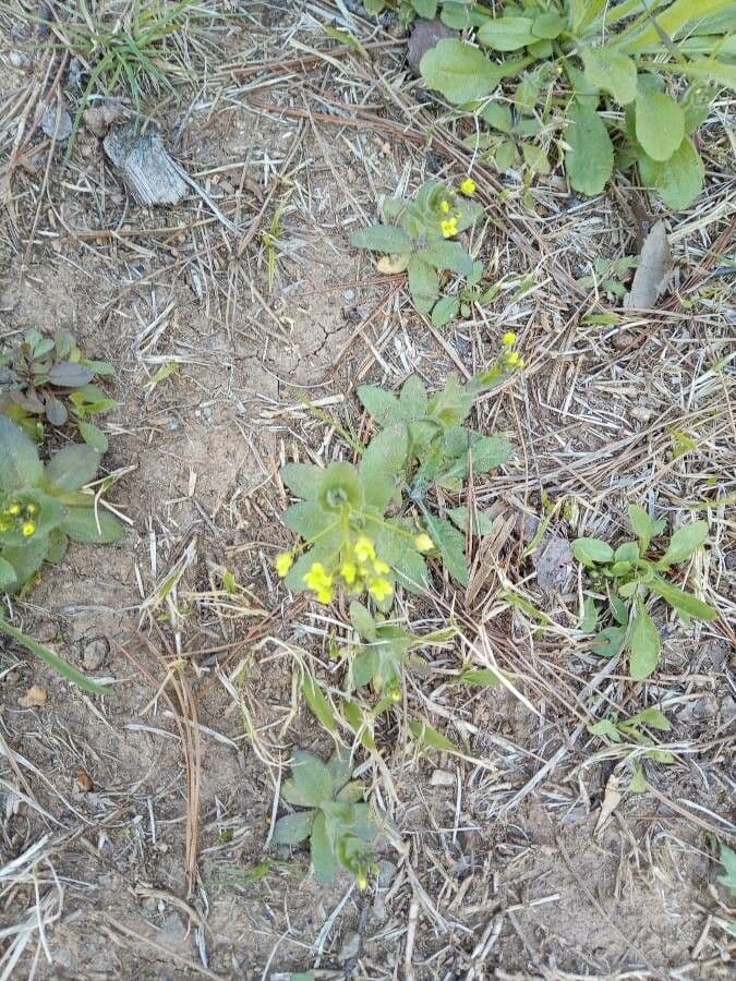 Draba lesná 16