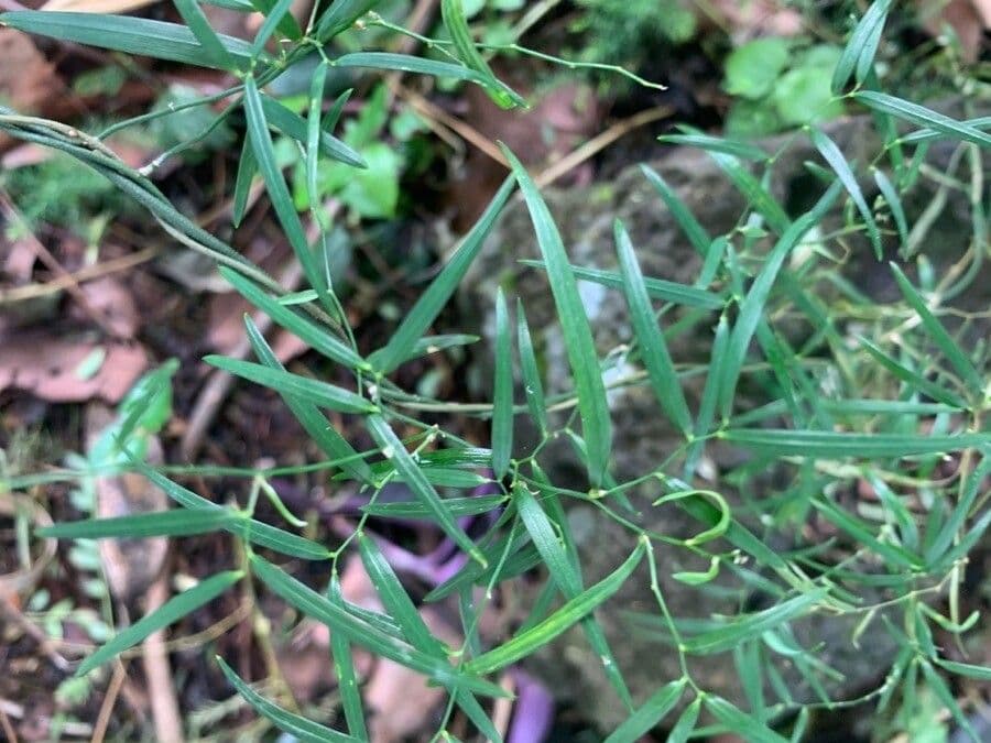 Geitonoplesium cymosum 7