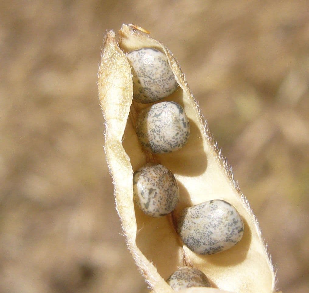 Lupinella bicolore 4