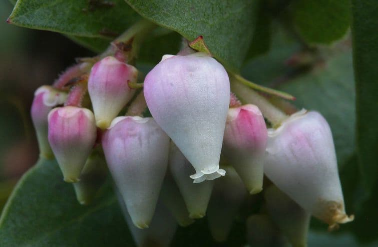 Albari 6