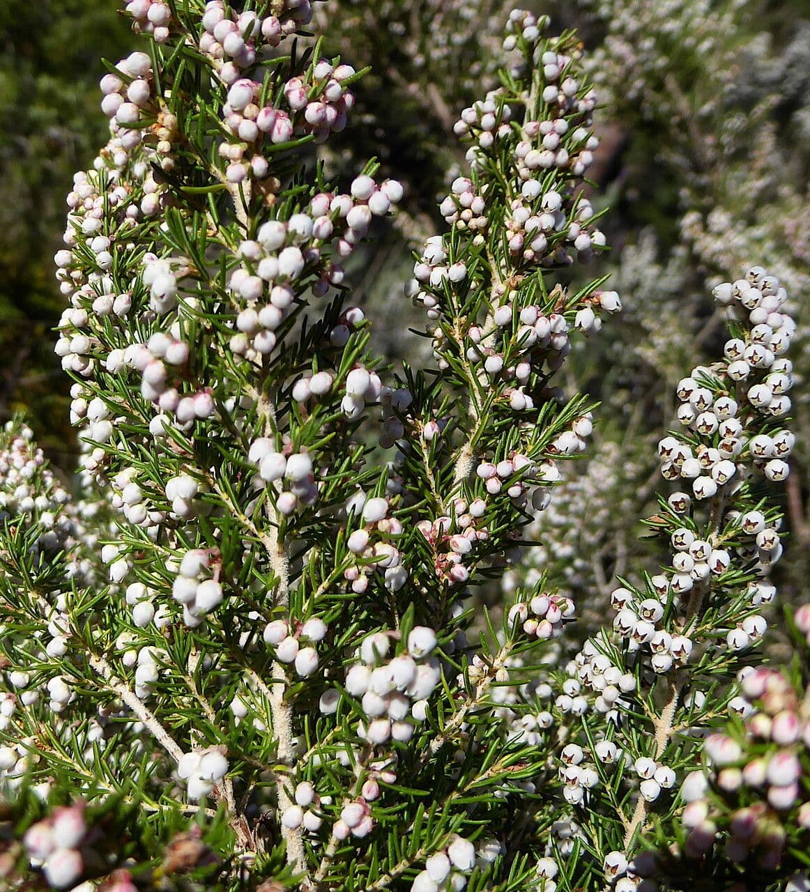 Baumheide 12